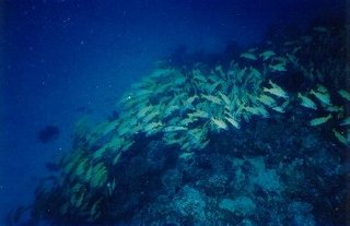 海底の魚の群れ .jpg