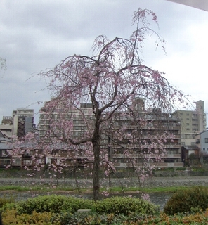 桜.jpg