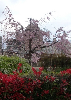 桜2.jpg