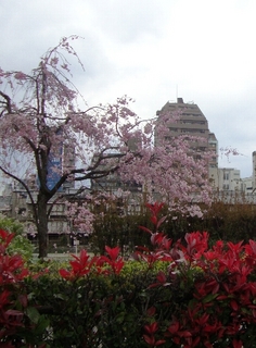 桜3.jpg