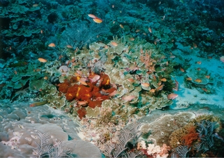 珊瑚と魚.jpg