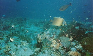 珊瑚と魚2.jpg