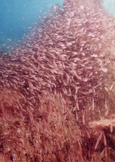 小魚の群れBMP.jpg